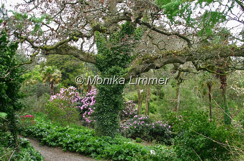 7224_grosser baum im lost garden.jpg